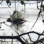 Loon nest