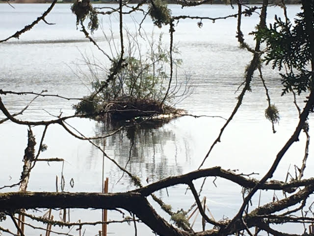 Loon nest